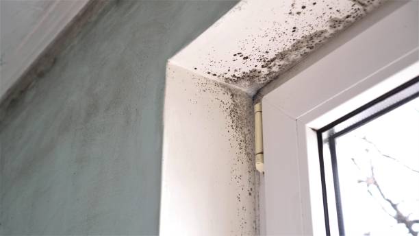 Best Black Mold Removal  in Monarch Mill, SC