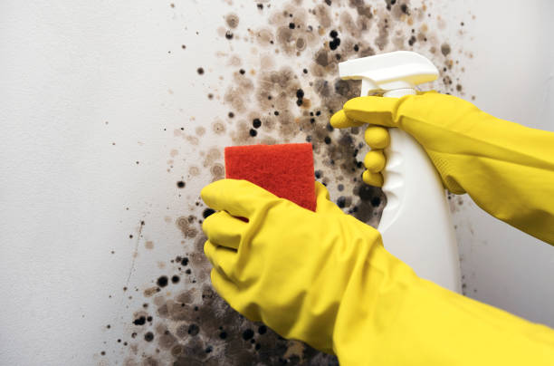 Monarch Mill, SC Mold Removal Company