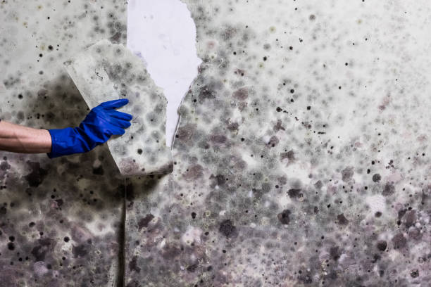 Best Same-Day Mold Removal  in Monarch Mill, SC